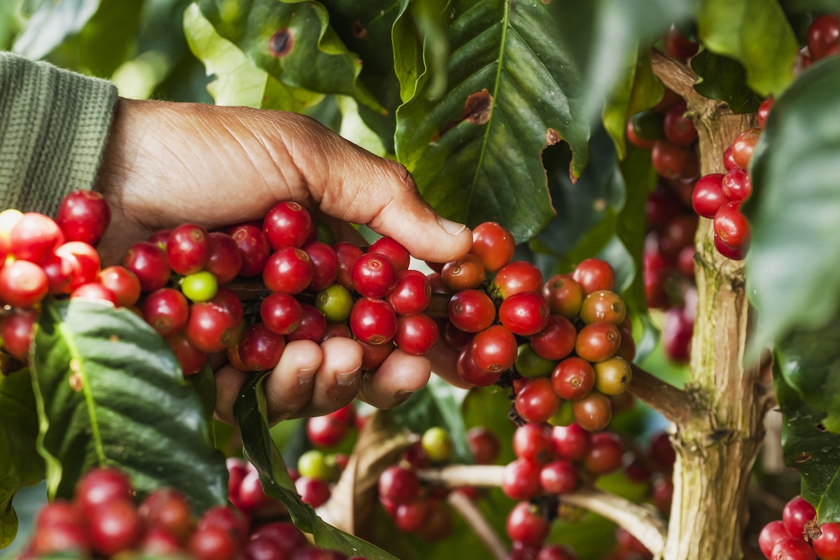 Colombian Coffee Beans